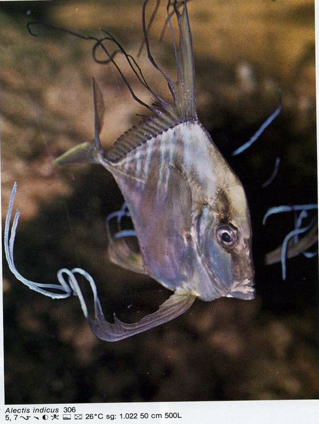 Alectis indicus